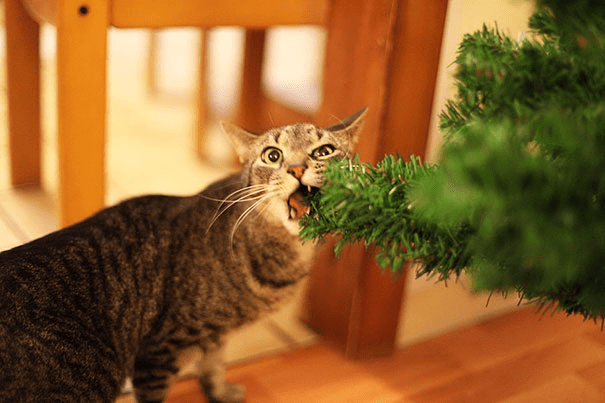 pets destroying Christmas deco