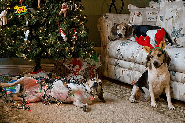 pets destroying Christmas deco