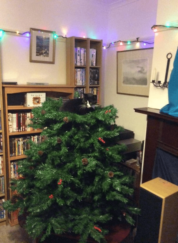 pets destroying Christmas deco