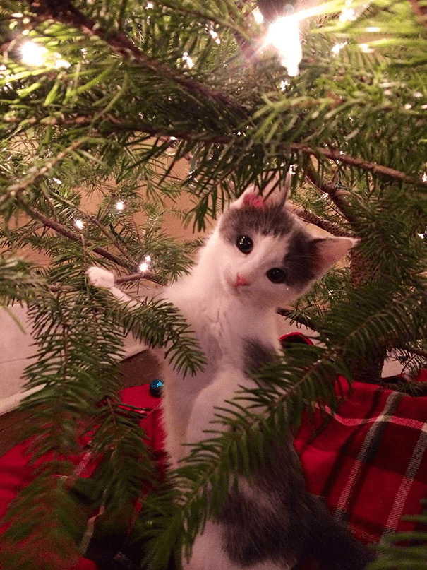 pets destroying Christmas deco