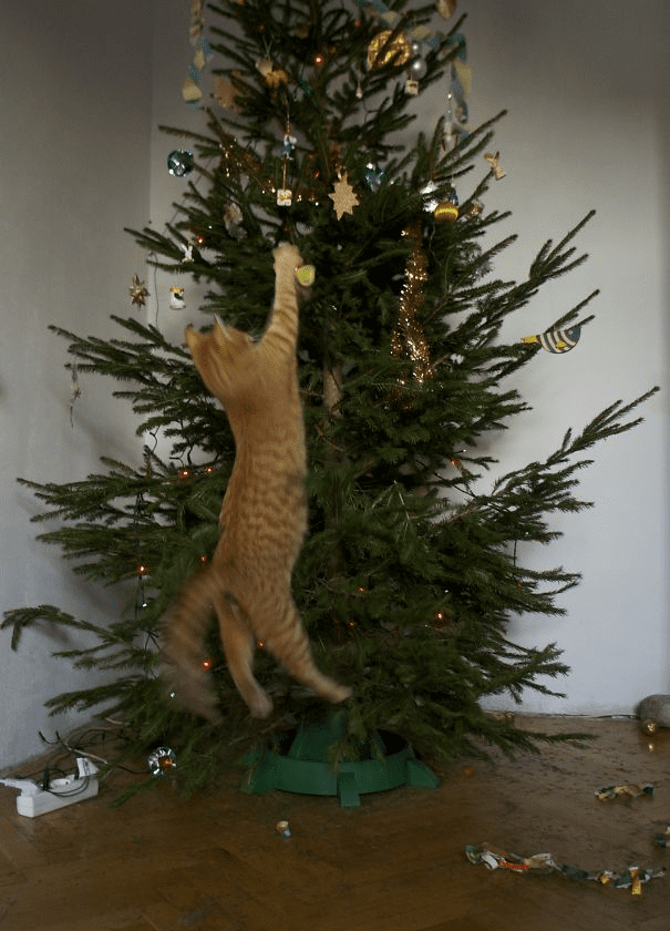 pets destroying Christmas deco