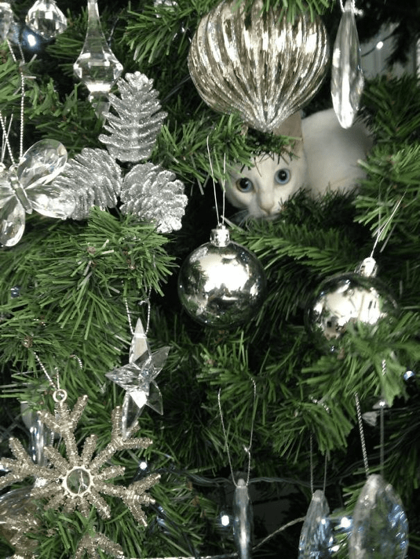 pets destroying Christmas deco