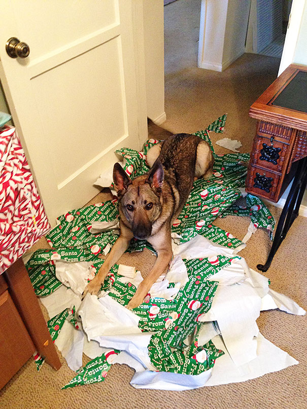 pets destroying Christmas deco