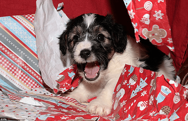 pets destroying Christmas deco