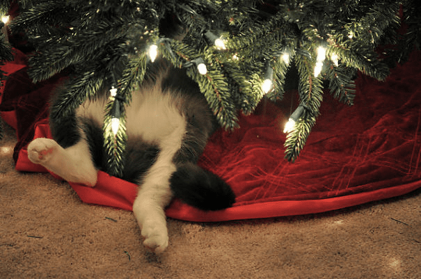 pets destroying Christmas deco