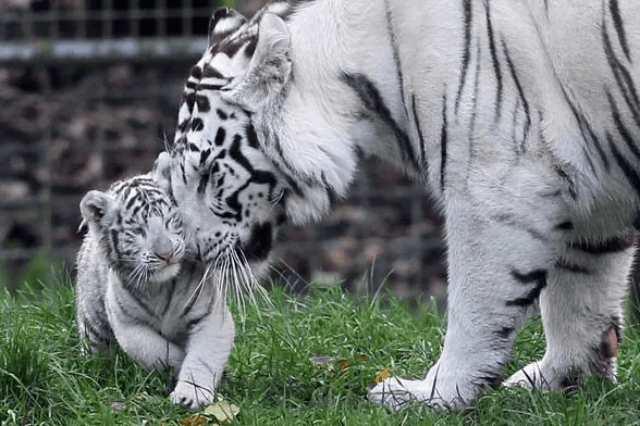 White Tiger