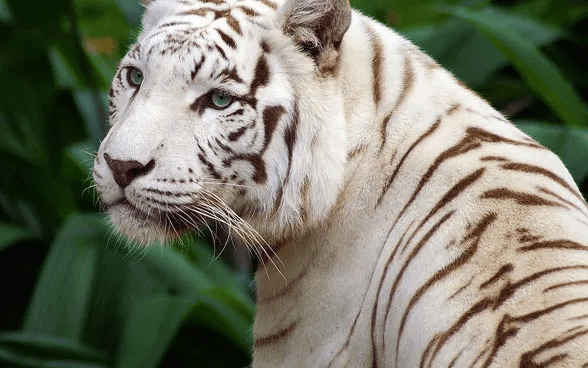 White Tiger