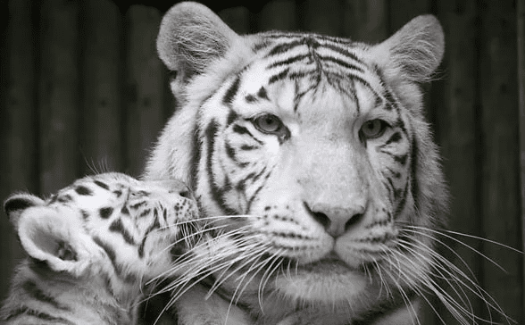 White Tiger