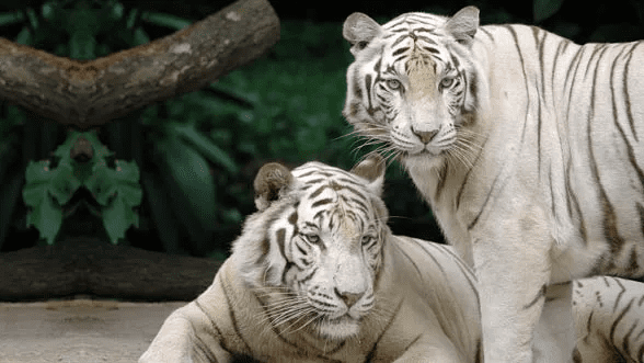 White Tiger