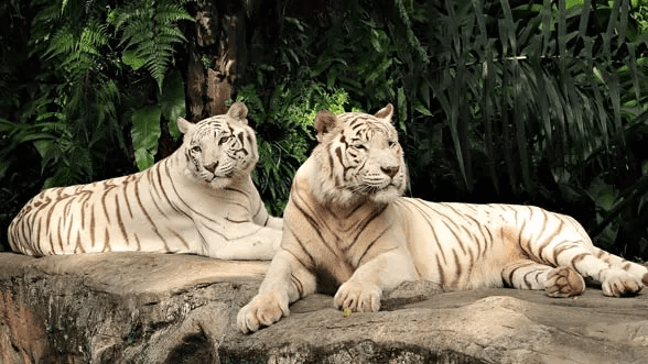 White Tiger