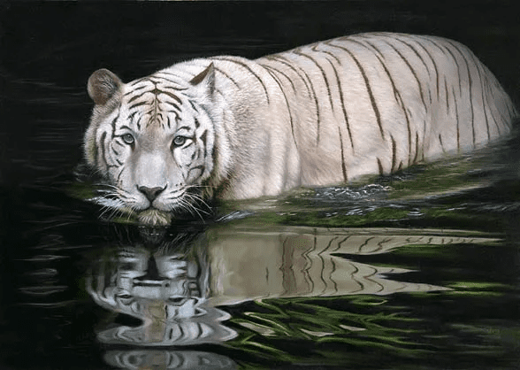 White Tiger