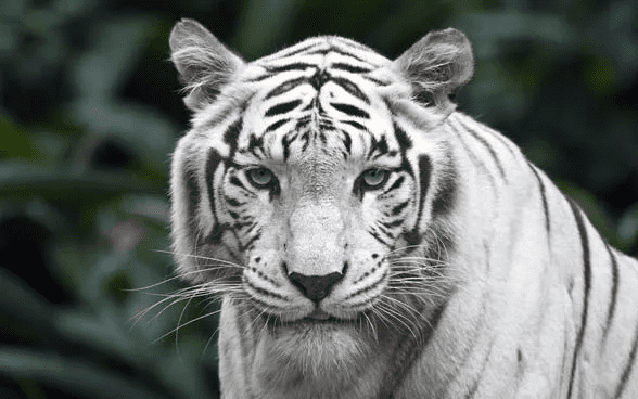 White Tiger