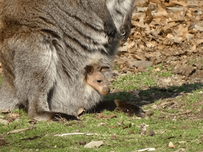 Wallaby 