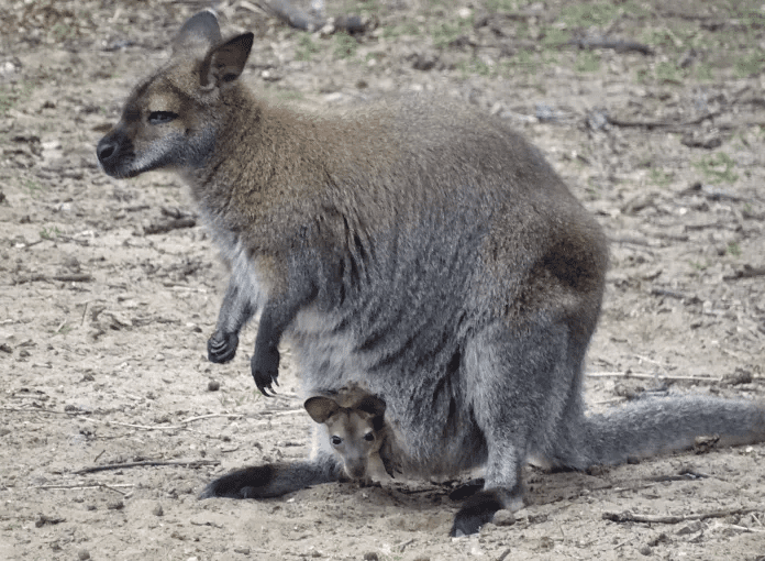 Wallaby 