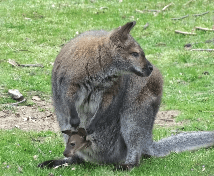 Wallaby 