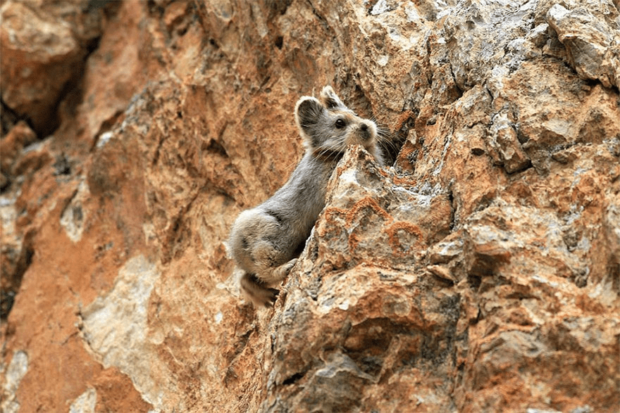 Ili Pika