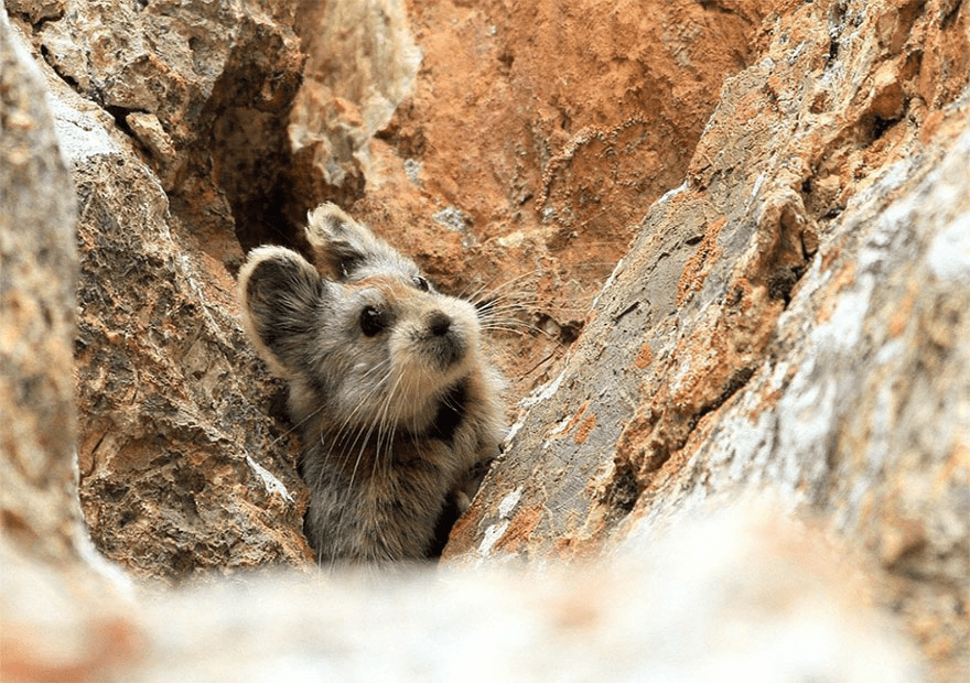 Ili Pika