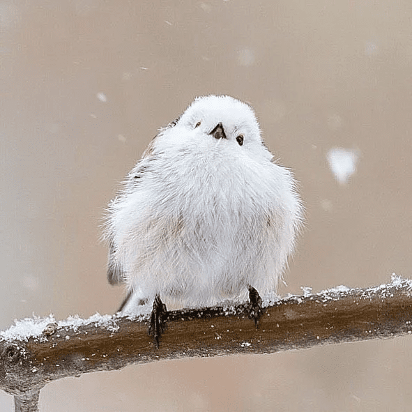 Japanese bird 