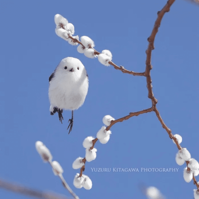 Japanese bird 