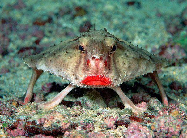  Red-lipped Batfish