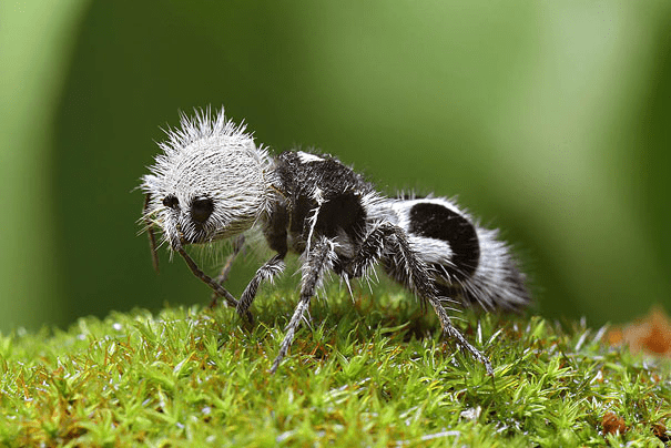 The Panda Ant