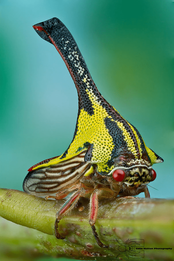 Umbonia Spinosa