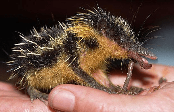 Lowland Streaked Tenrec