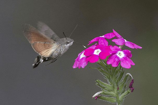 Hummingbird Hawk-Moth