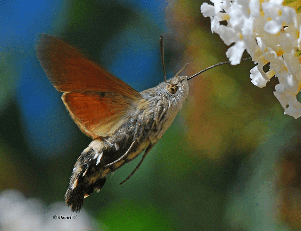 Hummingbird Hawk-Moth