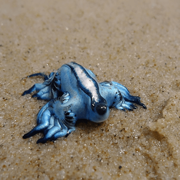 Glaucus Atlanticus