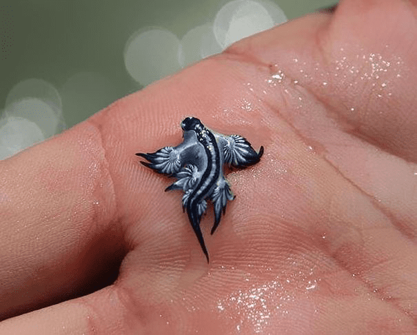 Glaucus Atlanticus