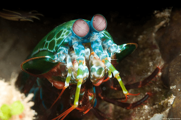 Mantis Shrimp