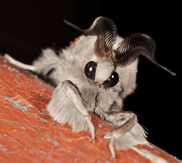 Venezuelan Poodle Moth