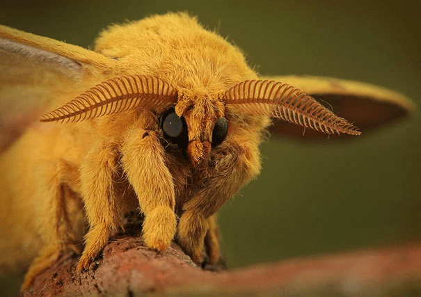 Venezuelan Poodle Moth