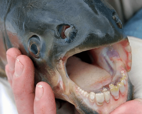 The Pacu Fish