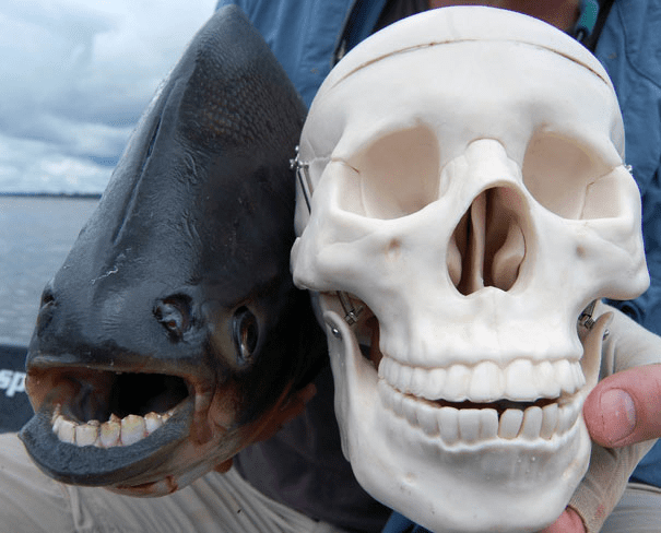 The Pacu Fish