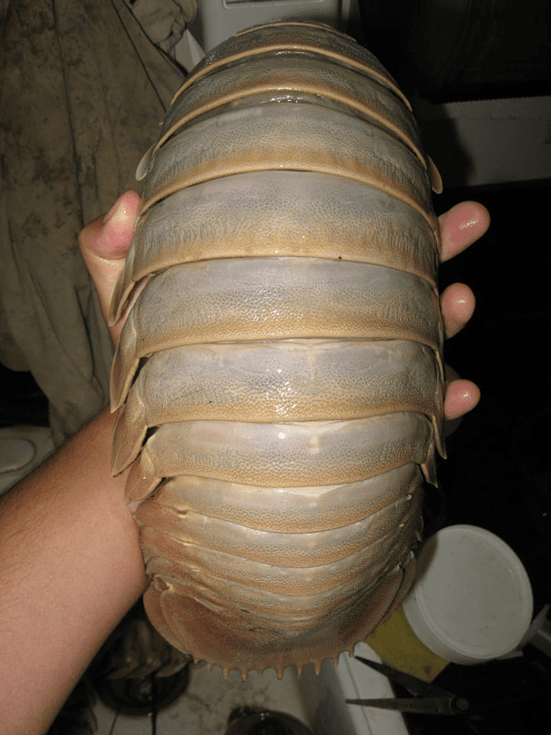 Giant Isopod