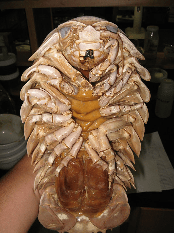 Giant Isopod