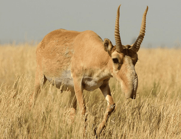 The Saiga Antelope