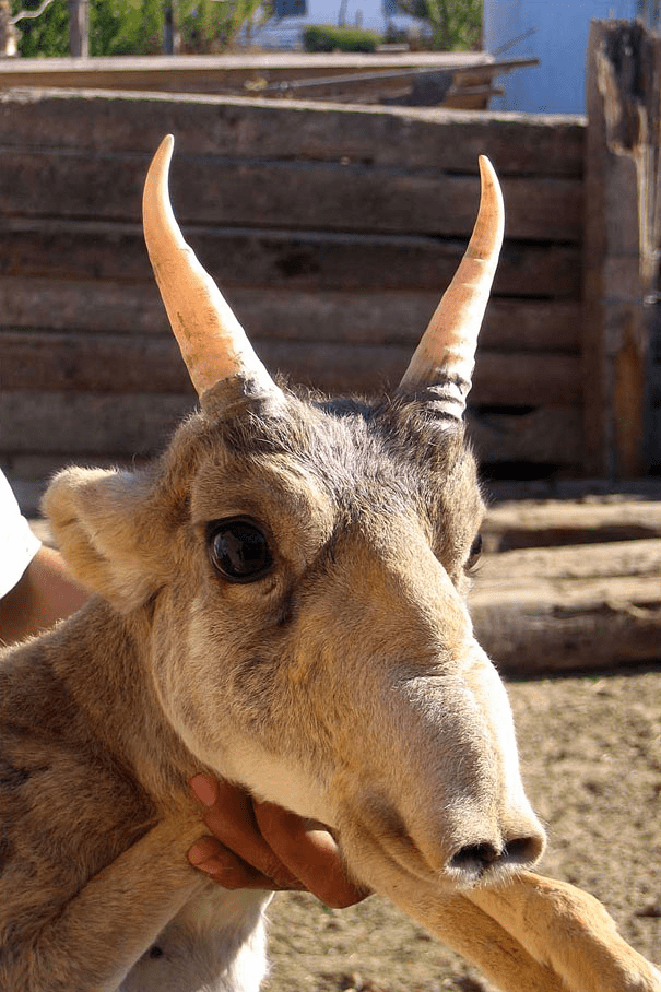 The Saiga Antelope