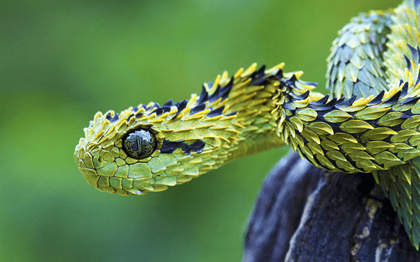 The Bush Viper