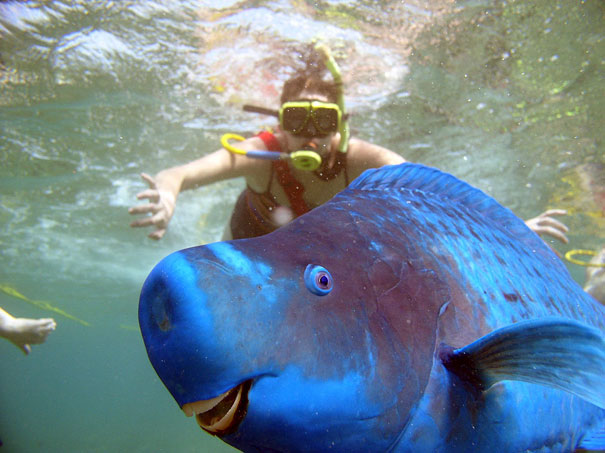 The Blue Parrotfish