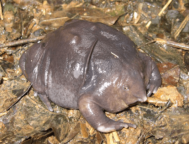 Indian Purple Frog