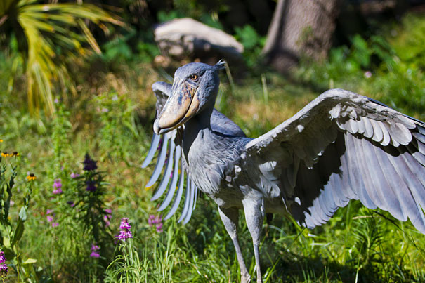 Shoebill