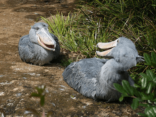 Shoebill