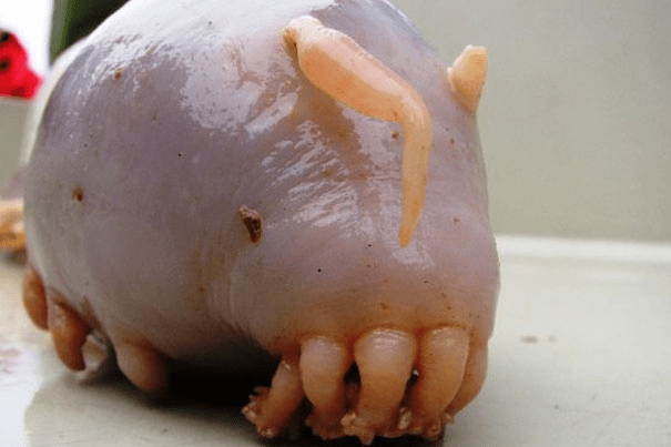 Sea Pig