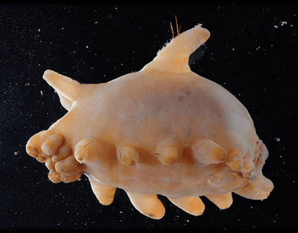 Sea Pig