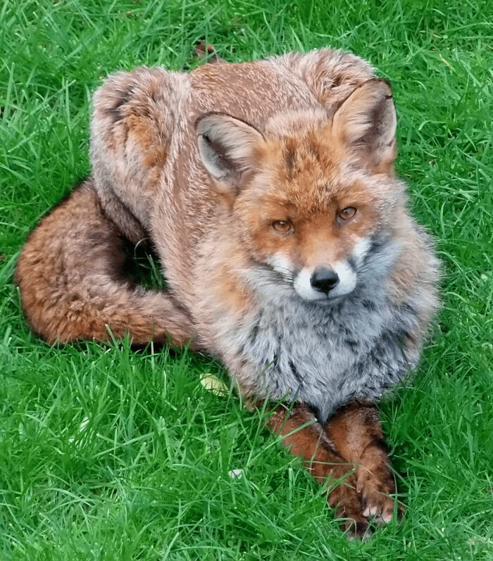 fox