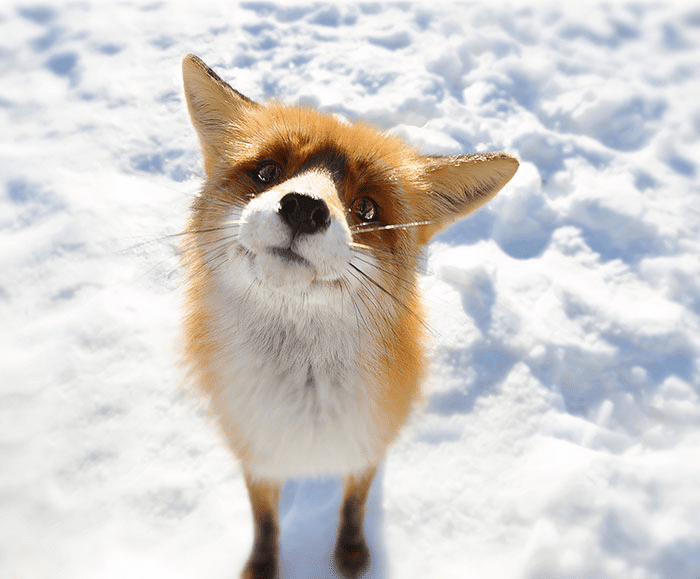 fox