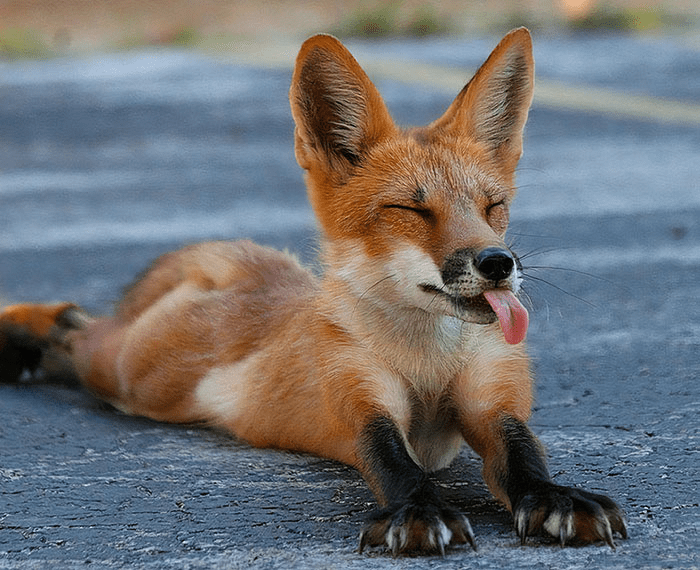 fox